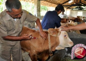 Australia dukung percepatan swasembada sapi Kalsel melalui program Sawit-sapi