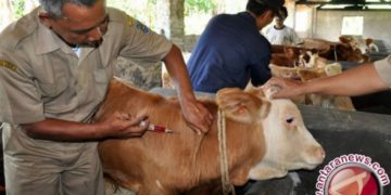 Australia dukung percepatan swasembada sapi Kalsel melalui program Sawit-sapi
