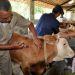 Australia dukung percepatan swasembada sapi Kalsel melalui program Sawit-sapi
