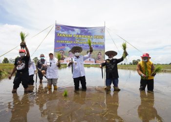 Ringankan Beban Petani Jeruk, Paman Birin Bantu Bibit Senilai Rp 1,9 miliar