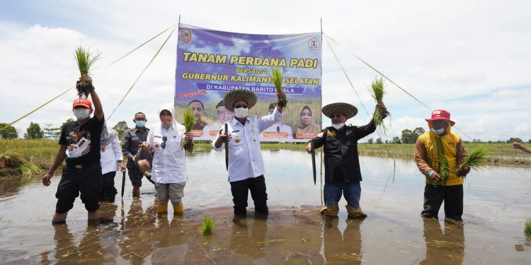 Gubernur Kalsel H Sahbirin Noor tanam padi perdana di desa Sampurna, Kecamatan Jejangkit.