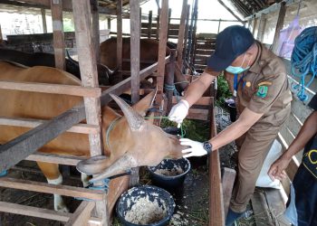 Disbunnak Kalsel Turunkan Tim Terpadu Cegah Penyakit Ternak