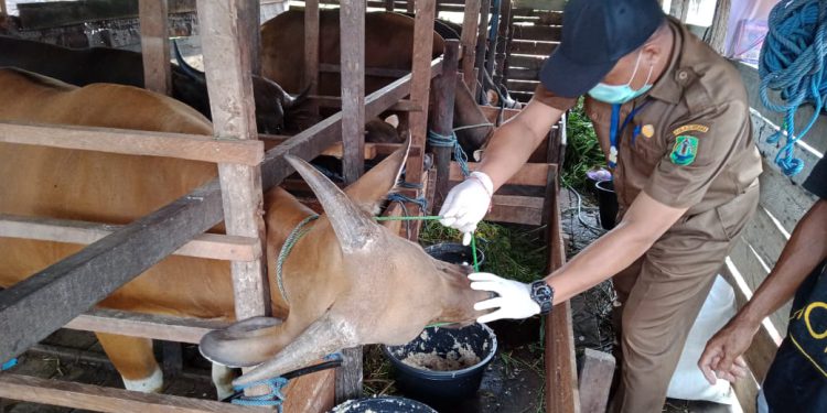 Tim terpadu Disbunnak Kalsel saat melakukan pemeriksaan hewan ternak.