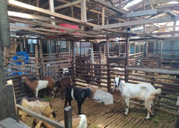 Imbas PMK, Omset Penjualan Hewan Kurban Naik Turun