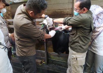 DKP3 Banjarmasin Antisipasi Cacing Hati dan Parasit Hewan Kurban