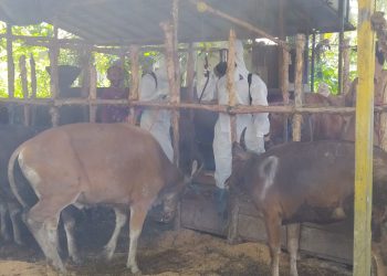 Polda Kalsel dan DKP3 Cegah Wabah PMK di RPH Basirih