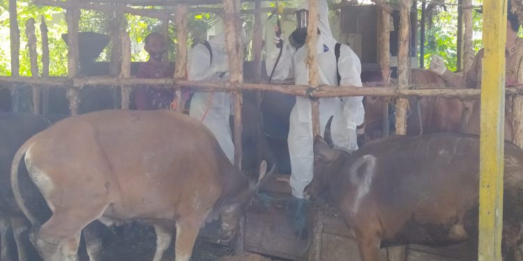 Disinfeksi kepada ratusan sapi kurban di RPH Basirih. (foto : shn)