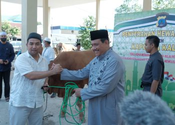 Idul Adha 2022, Polda Kalsel Kurbankan 73 Ekor Hewan Kurban