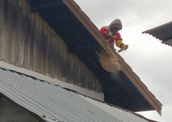 DPKP Banjarmasin Evakuasi Sarang Tawon di Atap MTs Al Ikhwan