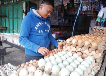 BBM Naik, Harga Telur Justru Mengalami Penurunan