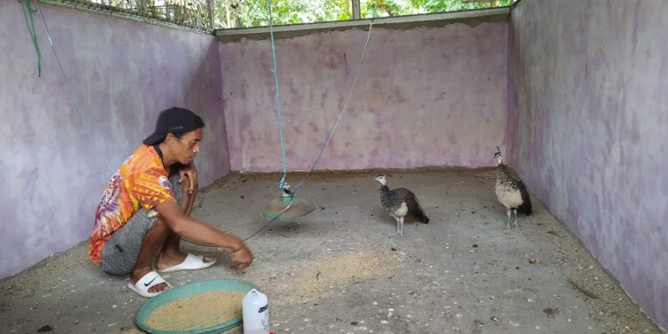 Petugas saat memberi makan sepasang burung merak yang menjadi koleksi baru KBM Jahri Saleh. (foto : shn)