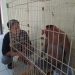 Seekor Bekantan Berhasil Dievakuasi Tim Animal Rescue Banjarmasin