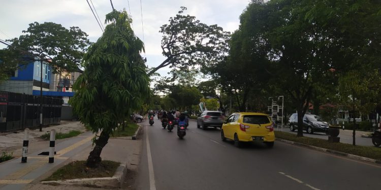 DLH Banjarmasin rutin melakukan pemangkasan pohon yang berada di tepi jalan. (foto : shn)