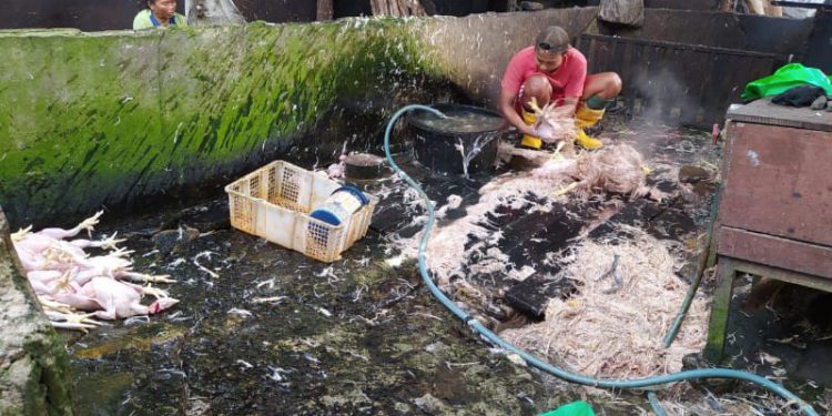 Pekerja pemotong unggas saat membersihkan ayam usai masuk di RPU. (foto : shn)