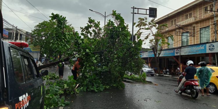 Insiden pohon tumbang di Banjarmasin.