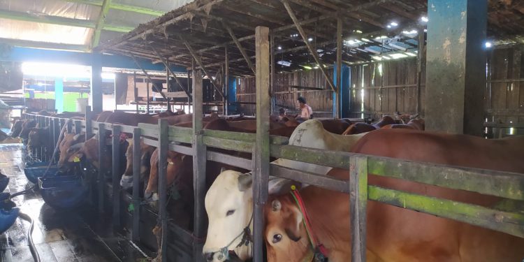 Stok sapi kurban di RPH Banjarmasin. (foto : shn/seputaran)