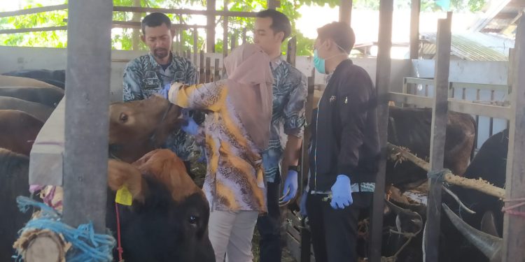 Pemeriksaan hewan kurban di RPH Mantuil. (foto : shn/seputaran)