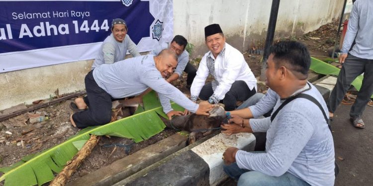 Prosesi penyembelihan sapi kurban bantuan Bank Kalsel. (foto : istimewa)