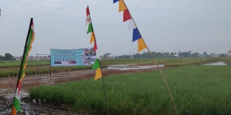 Salah satu lahan pertanian berkelanjutan yang dimiliki Pemko Banjarmasin di kawasan Tatah Belayung. (foto : shn/seputaran)