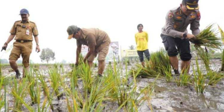 Gubernur Kalsel H Sahbirin Noor atau Paman Birin bersama Forkompinda dan para petani saat menanam padi. (foto : istimewa/Adpim Kalsel)