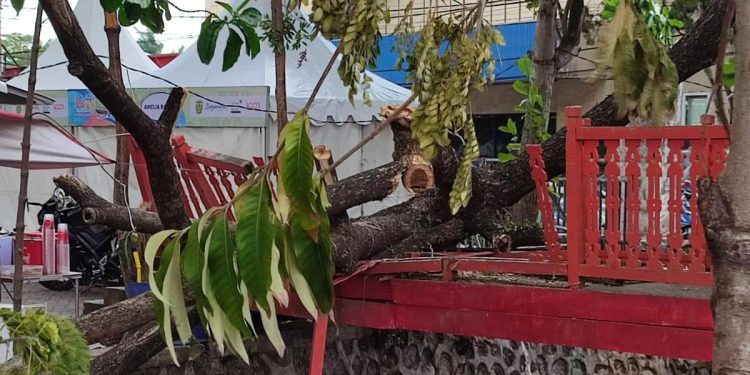 Salah satu pohon yang tumbang akibat hujan deras dan angin kencang. (foto : shn/seputaran)