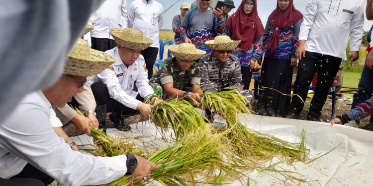 Sekdako Banjarmasin Ikhsan Budiman saat ikut syukuran panen padi bersama petani. (foto : shn/seputaran)