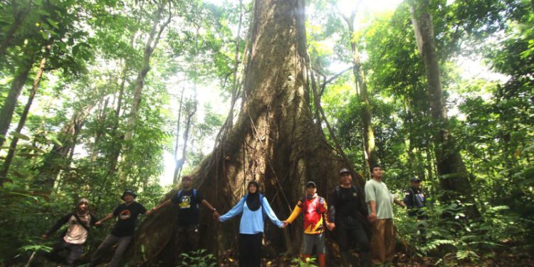 Rombongan PWI Kalsel saat berfoto di salah satu pohon besar yang ada di hutan Kahung, Pegunungan Meratus atau Geopark Meratus.(foto : istimewa)