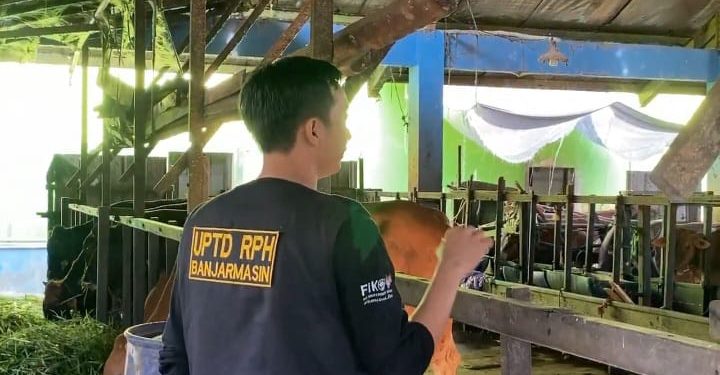 Petugas UPTD RPH saat mencek kandang sapi kurban yang masih kosong. (foto : shn/seputaran)