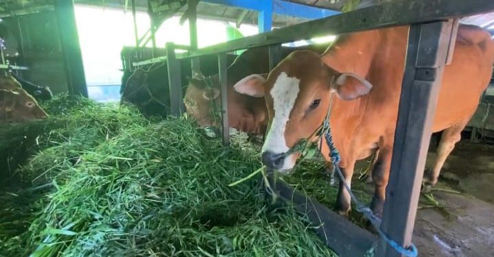 Sapi kurban yang masuk karantina untuk dicek kesehatan. (foto : shn/seputaran)