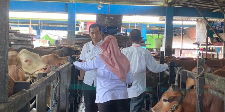 Sapi kurban yang masuk RPH Basirih saat dilakukan pemeriksaan. (foto : shn/seputaran)