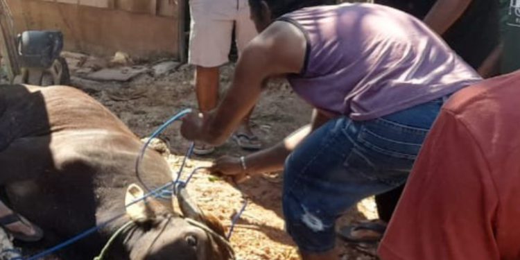 Saat sapi kurban mau disembelih. (foto : shn/seputaran)