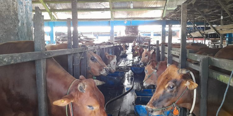 Sapi kurban yang akan dilakukan pemeriksaan kesehatan. (foto : shn/seputaran)