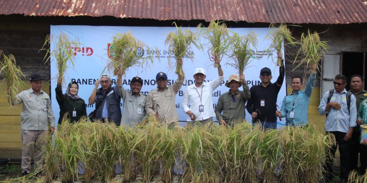 padi apung di Kelompok Tani Bunga Padi, Desa Sampurna, Kecamatan Jejangkit,Batola, (foto : istimewa)