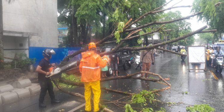 Pohon milik Pemko Banjarmasin yang tumbang dampak dari pengerjaan drainase. (foto : shn/seputaran)