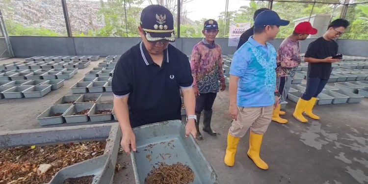 Walikota Banjarmasin H Ibnu Sina saat meninjau rumah budidaya magot TPA Basirih. (foto : shn/seputaran)