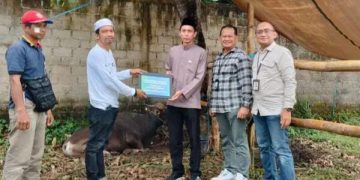 Bank Kalsel dan Pemko Banjarmasin Sumbang Satu Ekor Sapi untuk Haul Guru Sekumpul