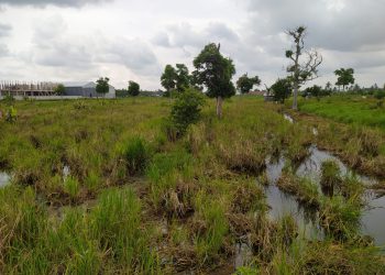 Terkendala Air Tinggi, Pola Tanam 2 Kali Setahun Belum Bisa Dilakukan
