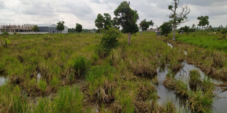 Lahan pertanian di Banjarmasin yang terendam air pasang. (foto : shn/seputaran)