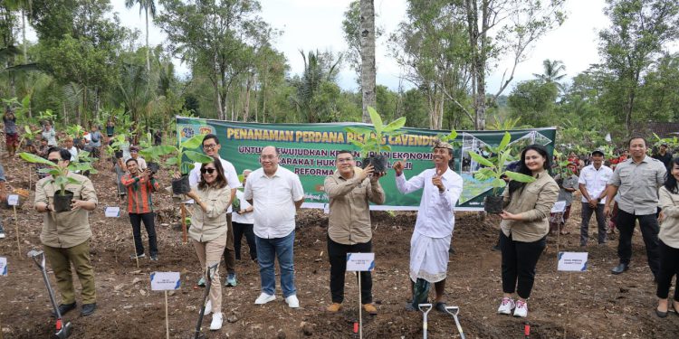 Penanaman pisang di desa Jembrana. (foto : istimewa)