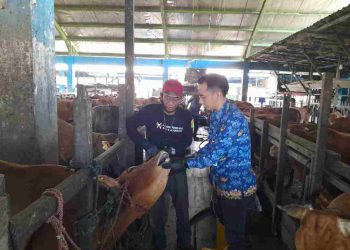 500 Ekor Sapi Kurban Sudah Masuk RPH Basirih 
