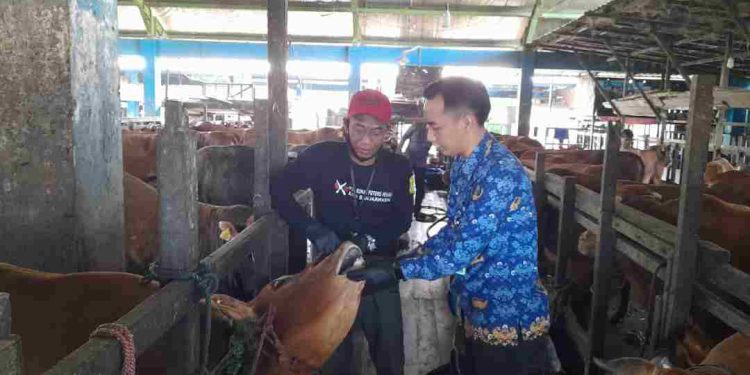 Kepala Unit RPH Basirih Banjarmasin Drh Annang Dwijatmiko saat cek kondisi sapi kurban yang datang di RPH Basirih. (foto : shn/seputaran)