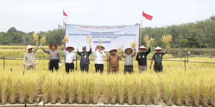 Panen padi apung dihadiri Bupati Tabalong HM Noor Rifani, Deputi Kepala BI Kalsel Aloysius Donanto dan Sekretaris Dinas Ketahanan Pangan dan Pertanian Kalsel Imam Subarkah. (foto : Humas BI Kalsel)