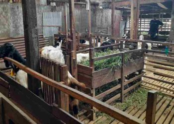Dua Pekan Jelang Idul Adha, Pembeli Kambing Kurban Masih Sepi
