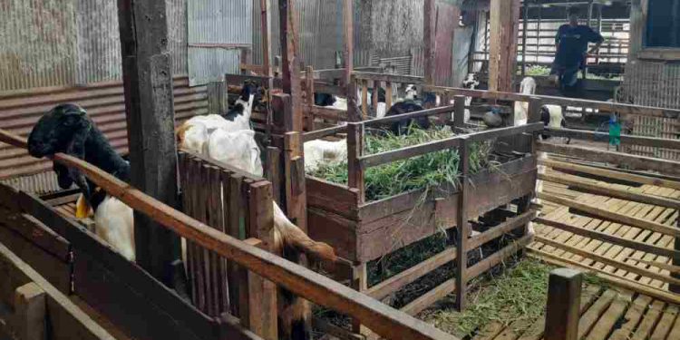 Kambing yang dijual untuk dijadikan hewan kurban. (foto : shn/seputaran)