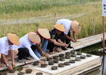 Bank Kalsel Dukung Ketahanan Pangan Lewat Padi Apung