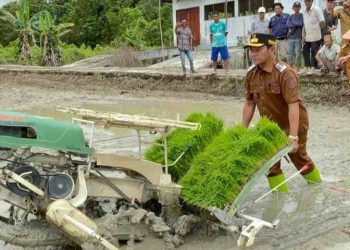 Perkuat Ketahanan Pangan, Wabub Barsel Serahkan Alsintan dan Benih Padi Inbrida