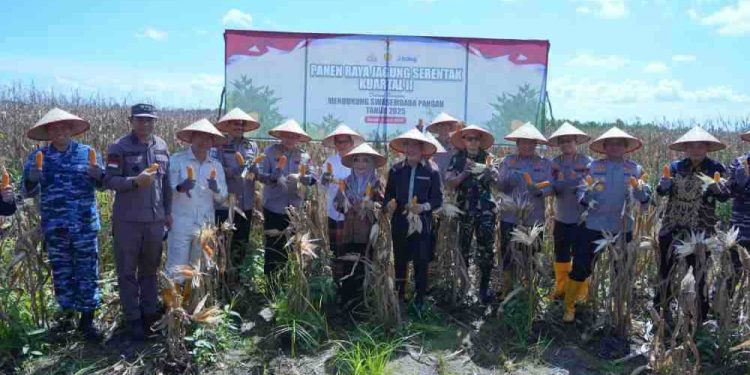 Ketua DPRD Kalsel Dr H Supian HK saat ikut panen raya jagung di lahan Gubernur Syarkawi km.5 Desa Padang Panjang, Sungai Tabuk, Banjar. (foto : istimewa)
