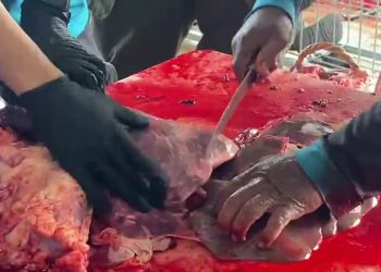 DKP3 Banjarmasin Temukan Tiga Sapi Terinfeksi Cacing Hati