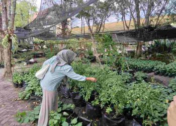 Atasi Inflasi, DKP3 Banjarmasin Bagikan Bibit Lombok