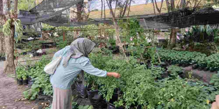 Bibit lombok DKP3 Banjarmasin yang akan dibagikan kepada masyarakat. (foto : shn/seputaran)